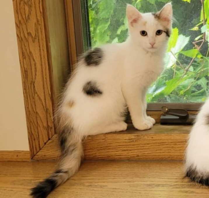 Photo of Pearl-Pearl