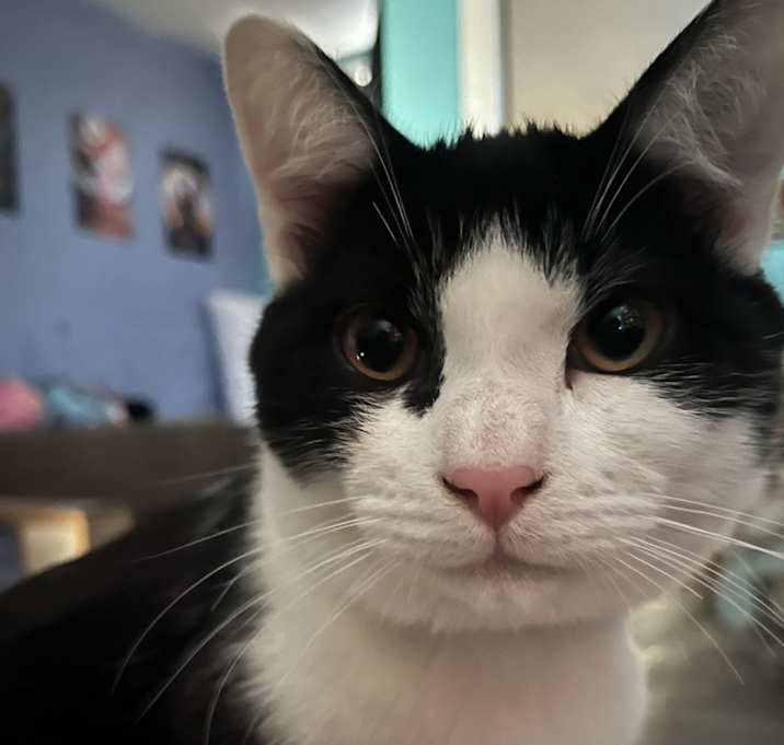 Photo of Milo