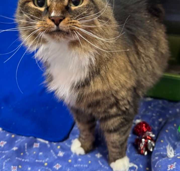 Photo of Kitty Kitty Meow Meow