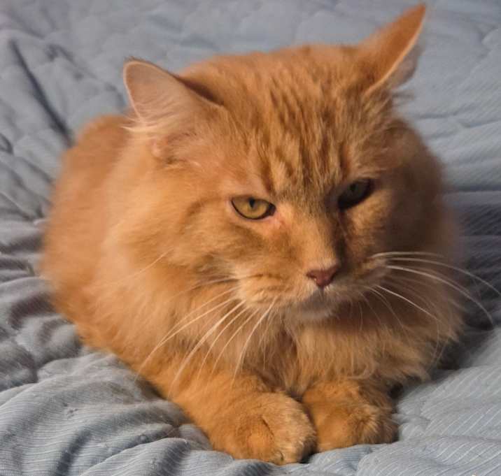Photo of Quinn the Golden Boy 1361