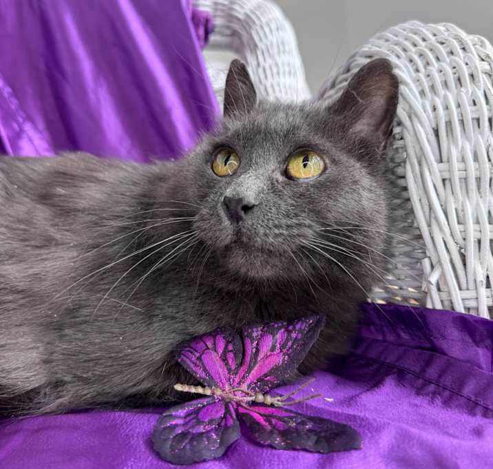 Photo of Orion Shines Blue 54509 (FIV+)
