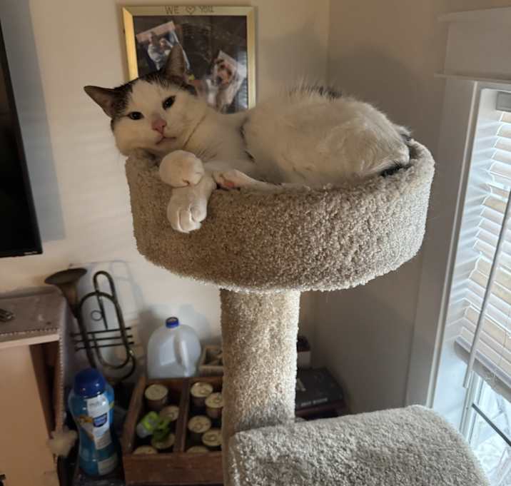 Photo of Marshmallow & Fluff