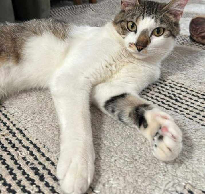 Photo of Rocky