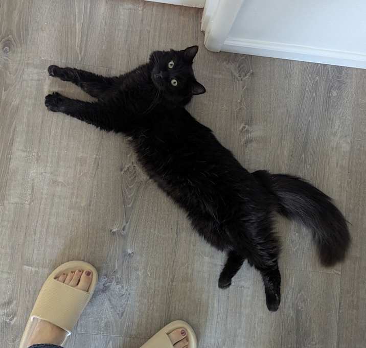 Photo of Gemini (Gem)