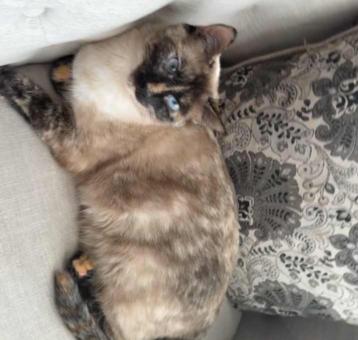 Photo of Muffina
