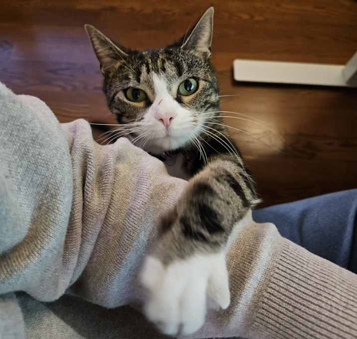 Photo of Mellow