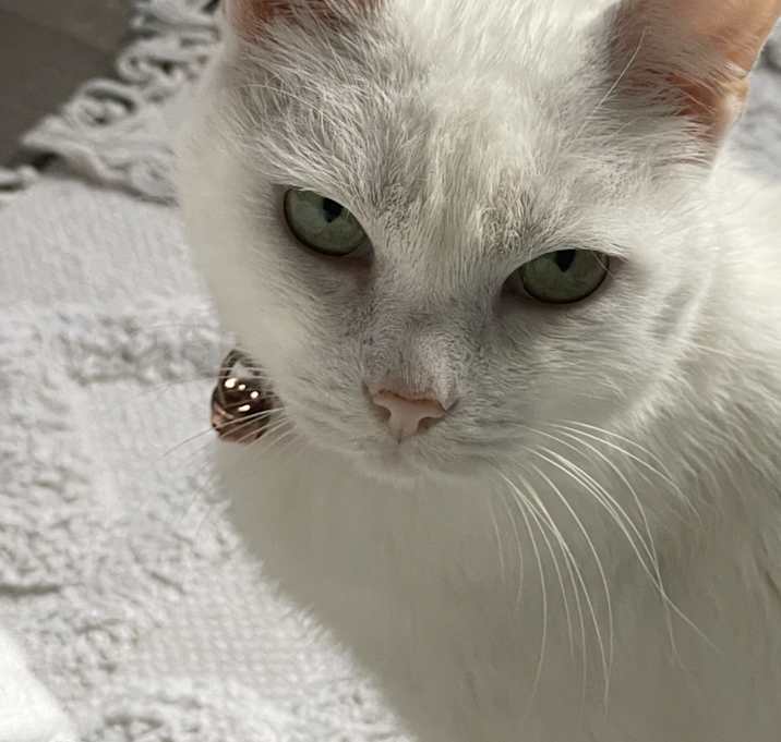 Photo of Coco
