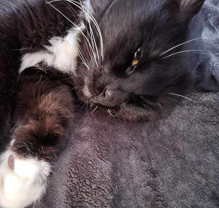 Photo of Taz