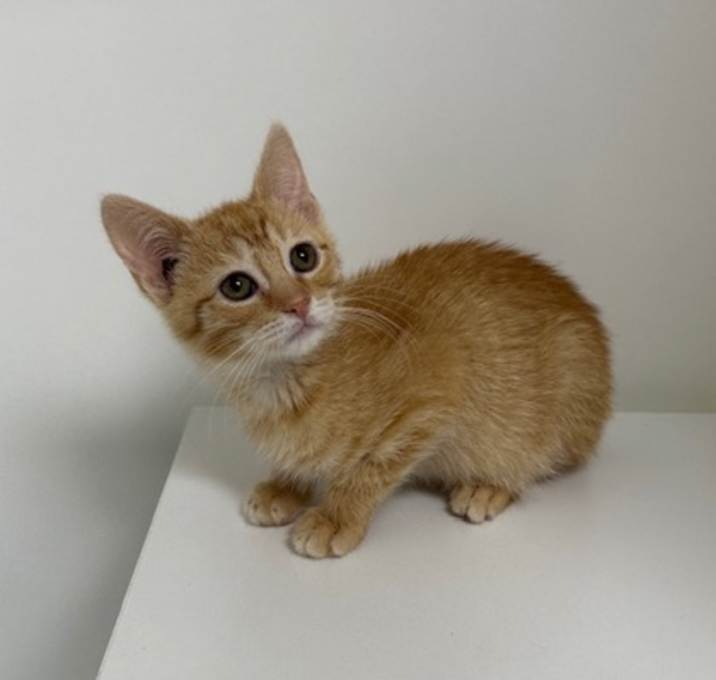 Photo of Rascal