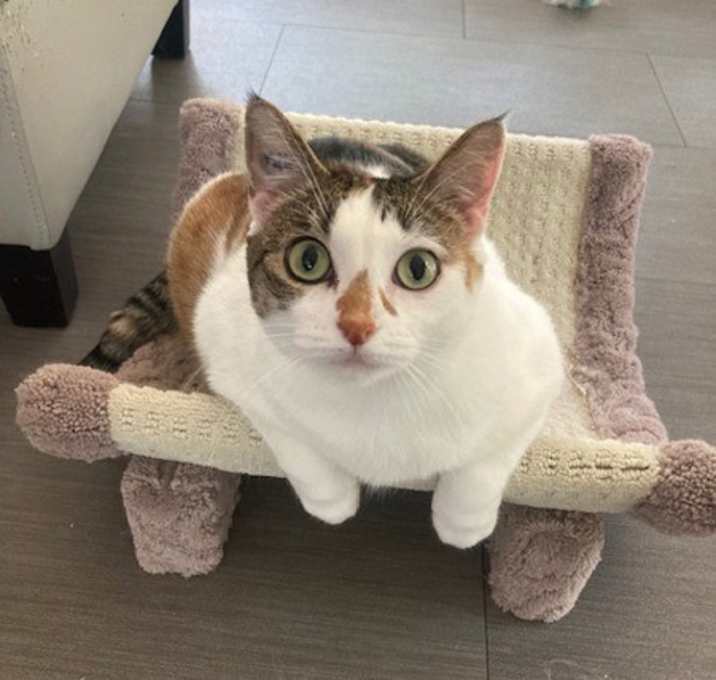 Photo of Willow