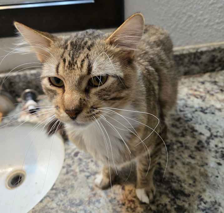 Photo of Colchas