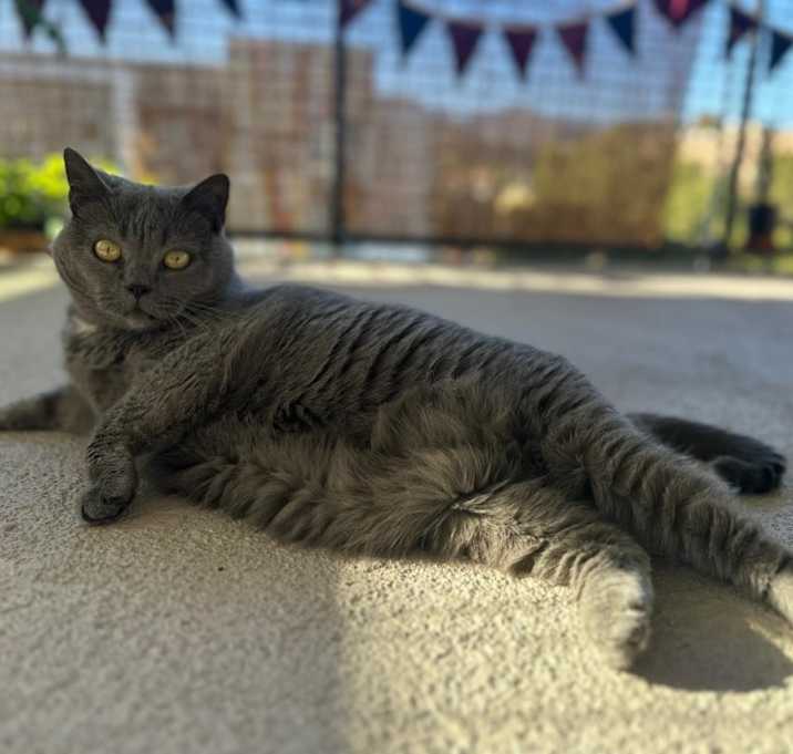 Photo of Pesto