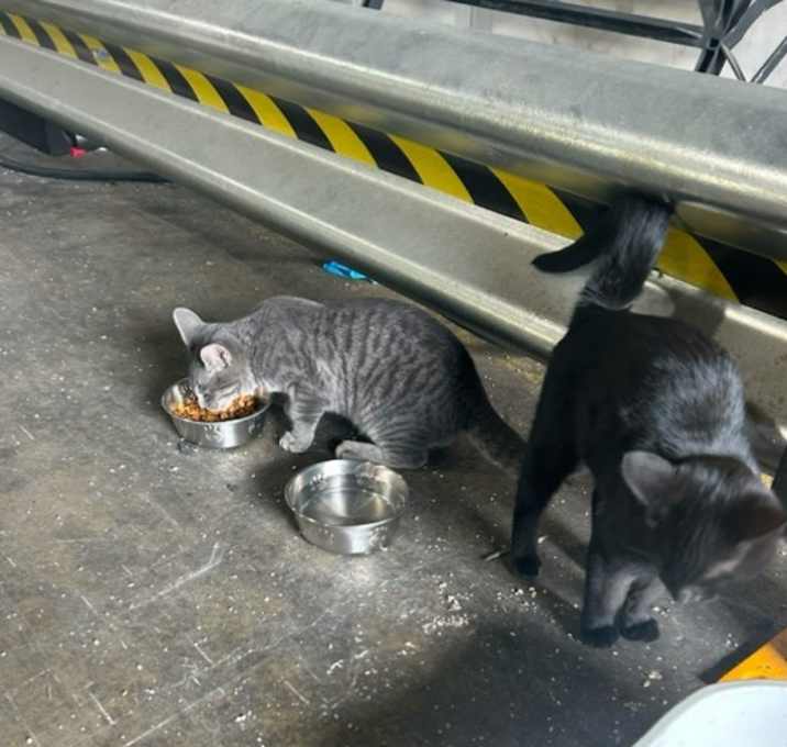 Photo of Pancho (grey tabby)