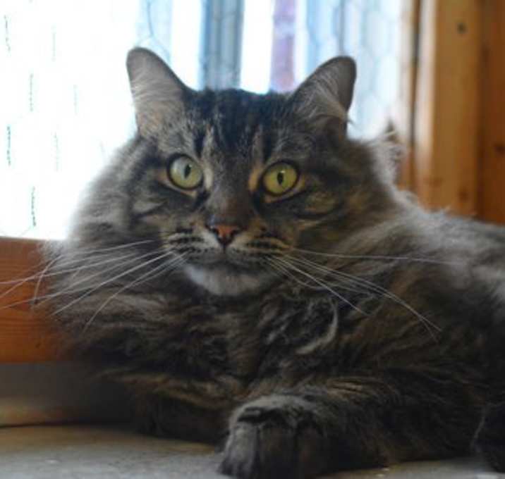 Photo of Cappuccino
