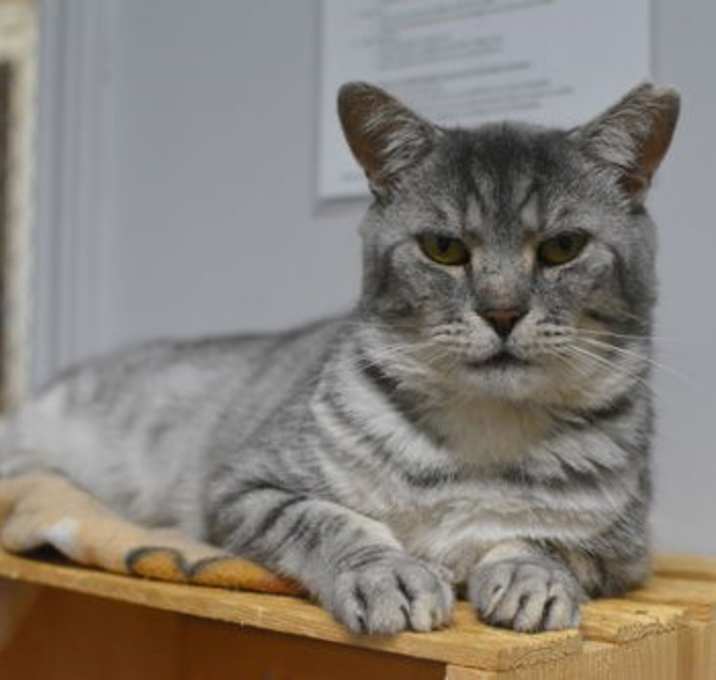 Photo of Galopin