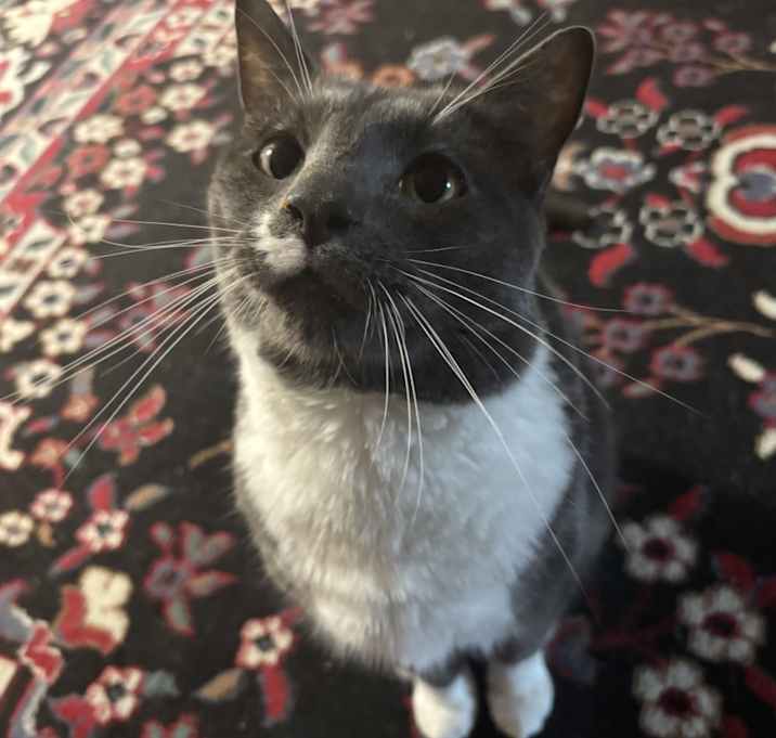 Photo of Socks