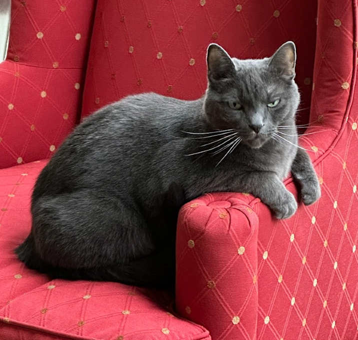 Photo of Piper Declawed Russian Blue Mix