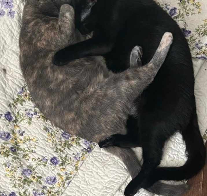 Photo of Geno (bonded with Laramie)