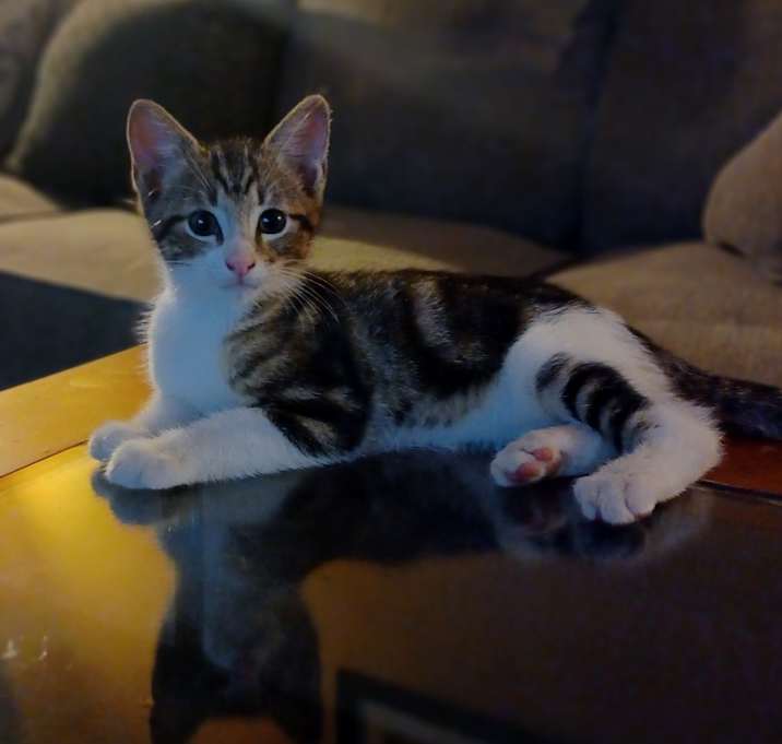 Photo of Spotie