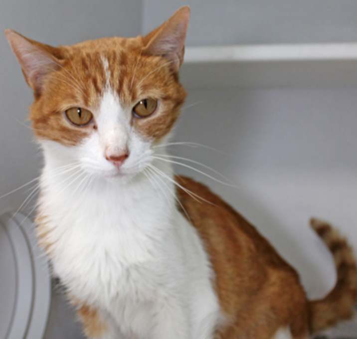 Photo of Oliver *Special Needs*