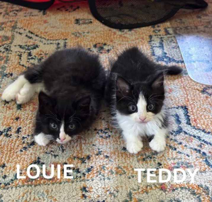 Photo of Louie