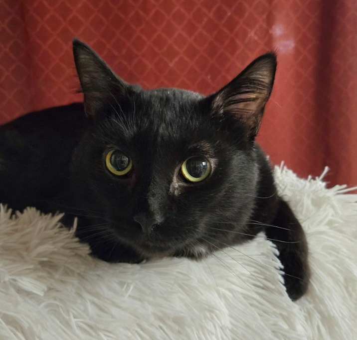 Photo of Rakki