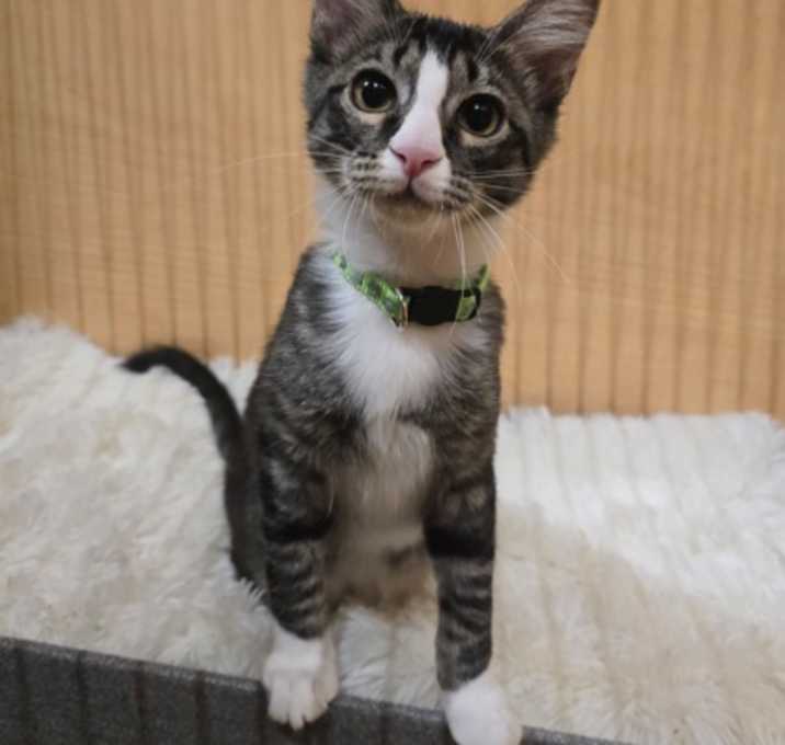 Photo of Jalapeno