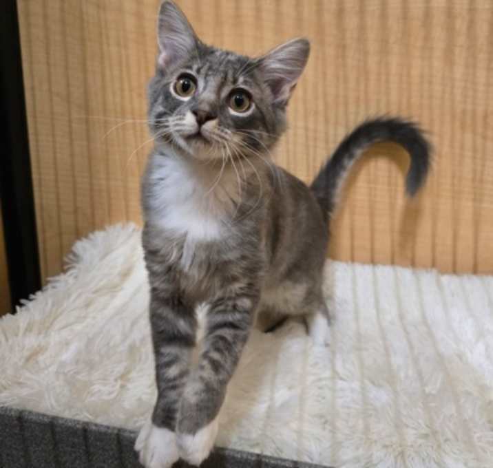 Photo of Jetta