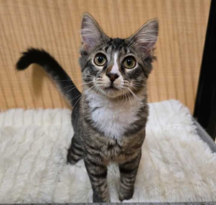 Photo of Jellybean