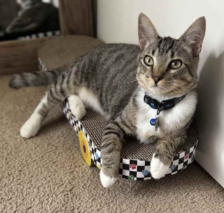 Photo of Rocky