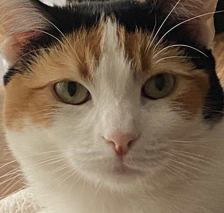 Photo of Kallie