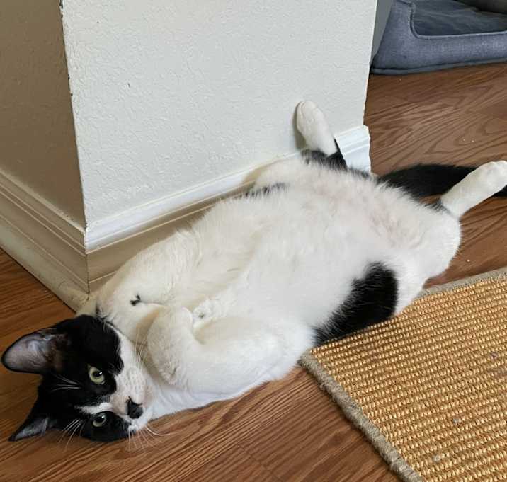 Photo of Oreo
