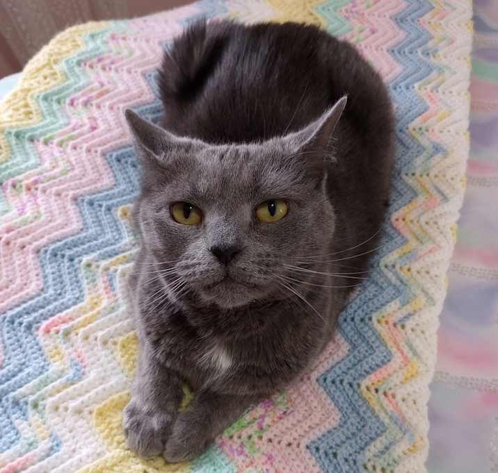 Photo of Penny