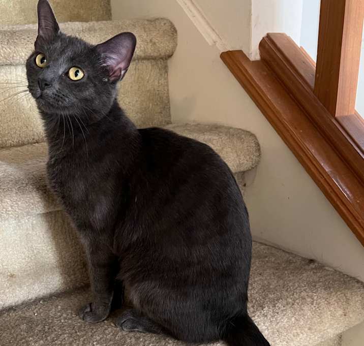 Photo of Coco -Russian Blue mix