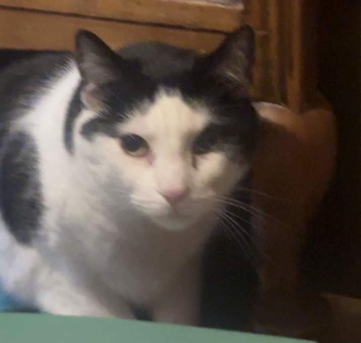 Photo of Marshmallow