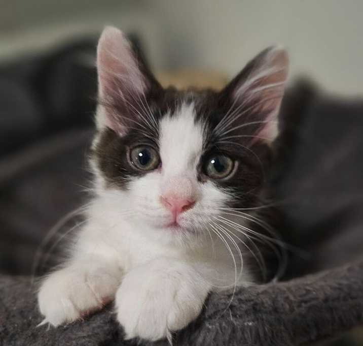 Photo of Lavinia
