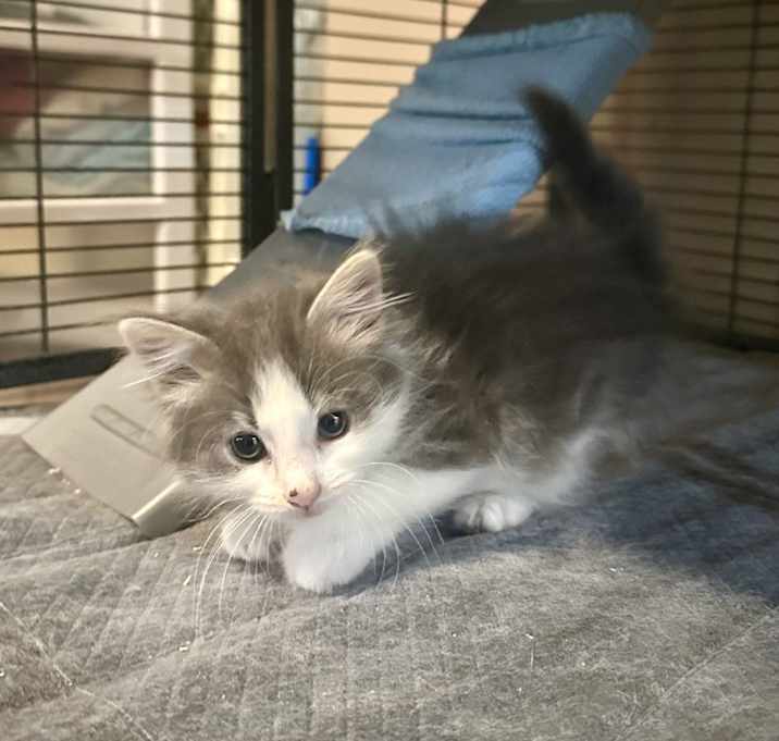Photo of PunkCats : Gwen
