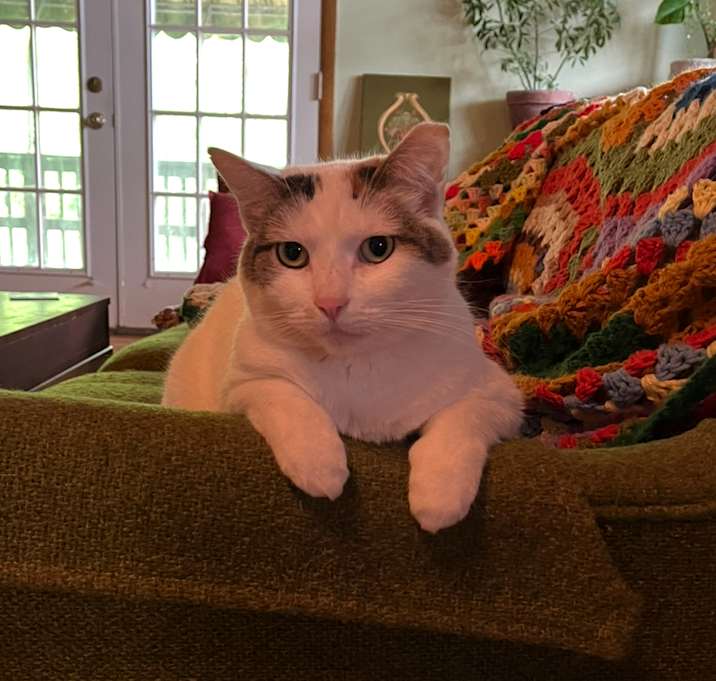 Photo of Milo