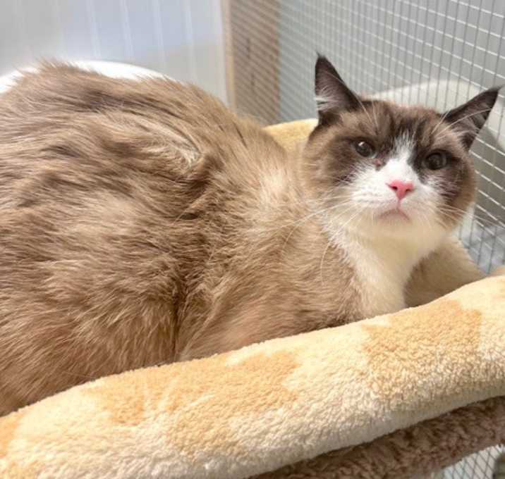 Photo of Kitty