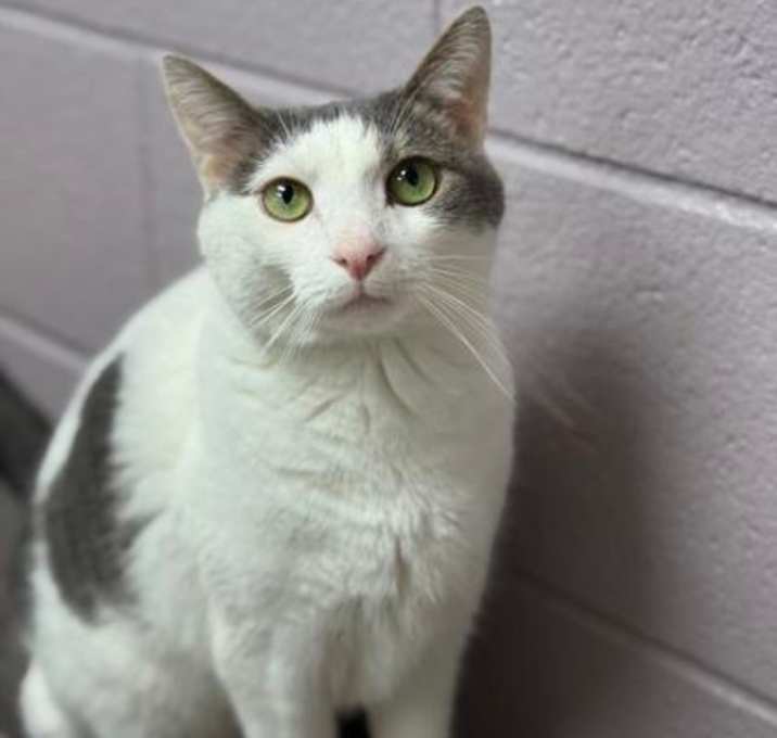 Photo of Willow