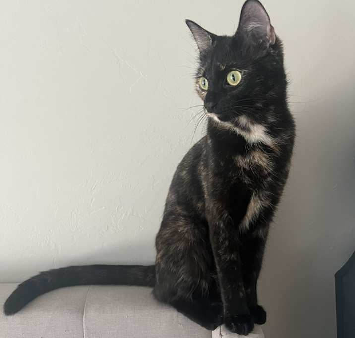 Photo of Cocoa