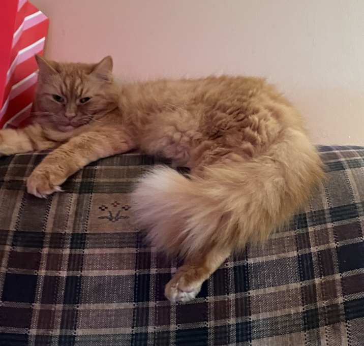 Photo of Buttercup