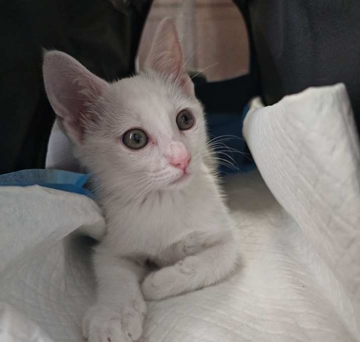 Photo of Ghost