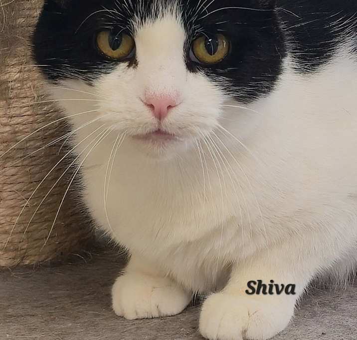 Photo of Shiva
