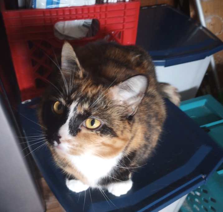 Photo of Harley