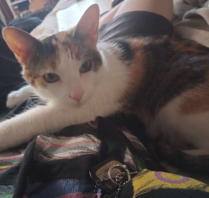 Photo of Rose