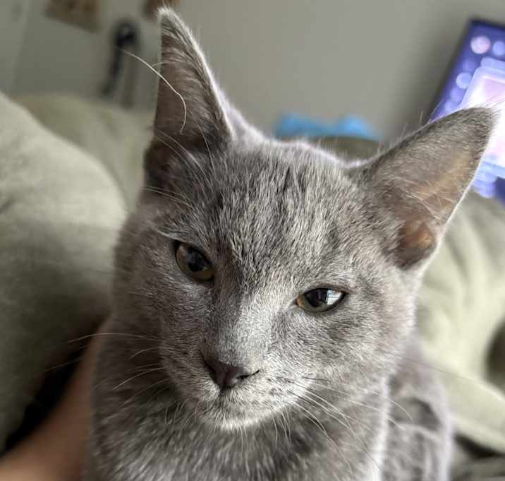 Photo of Romeo