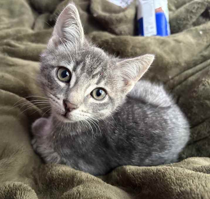 Photo of Lulu