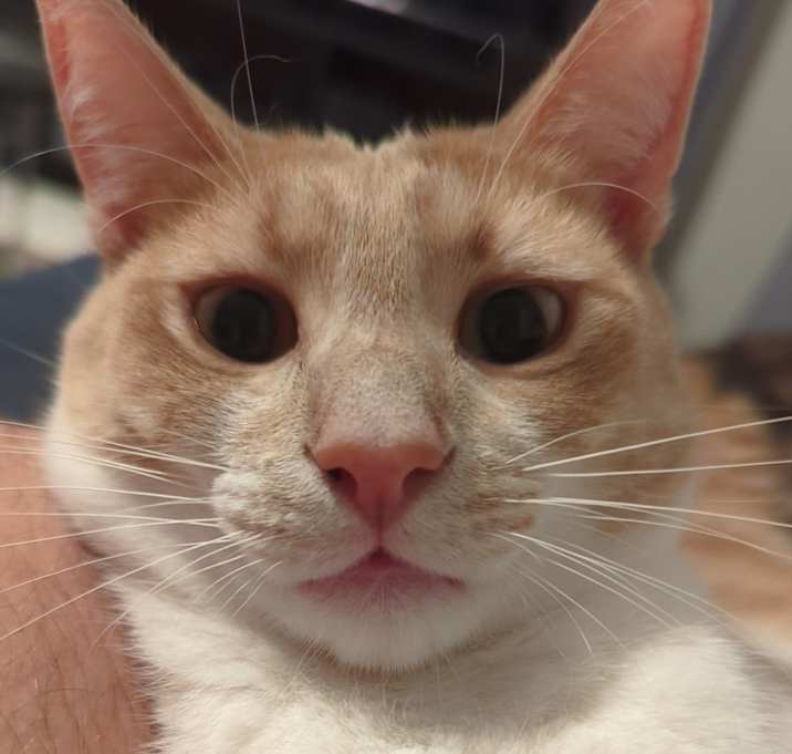 Photo of Apollo