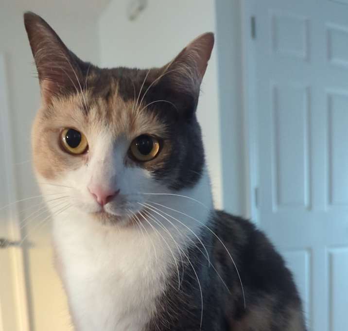 Photo of Artemis